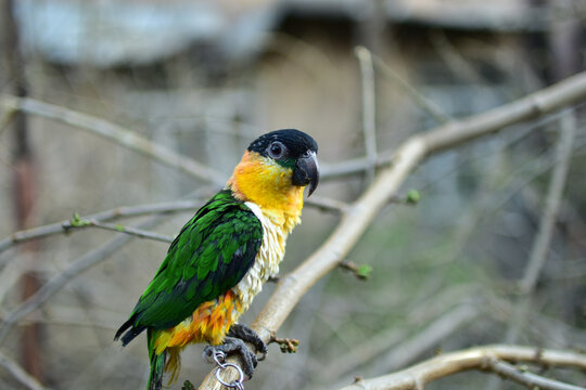 Parrot caique named Bro