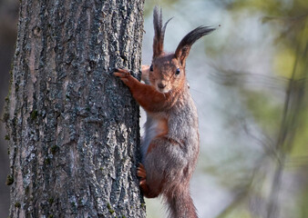 A red squirrel sits on a tree.