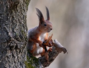 A red squirrel sits on a tree.