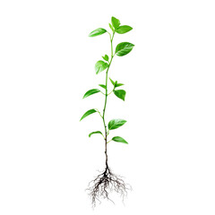 Obraz premium Sapling growth demonstrates the journey from seed to roots in a clear and vibrant display, Sapling Growth The Journey from Seed to Roots, Transparent background