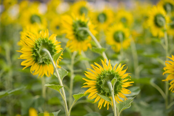 Beautiful and brightsun flowers blooming in summer season on the country field