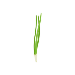 Garlic chives leaf. Healthy vegetarian food. Flat vector illustration.
