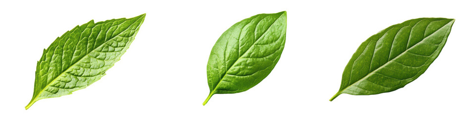 Obraz premium Three distinct green leaves showcasing various shapes and textures.