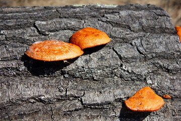 Orange Mushrooms growing on a log