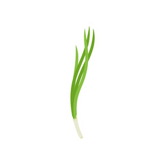Garlic chives leaf. Healthy vegetarian food. Flat vector illustration.