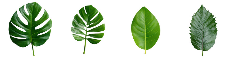 Obraz premium Four distinct green leaves showcasing various shapes and textures, providing an organic visual appeal.