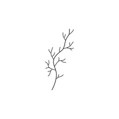 Fototapeta premium branch of a tree