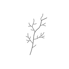 Fototapeta premium branch of a tree