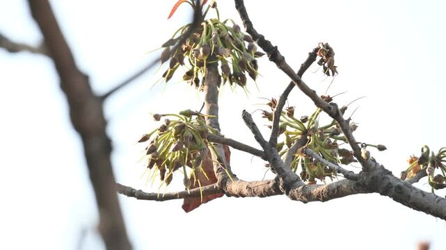 Madhuca longifolia flower in the tree. Its known as Mahua. This is edible. Its common names madhuka,&nbsp;mahura,&nbsp;madkam,&nbsp;mahu Butter Tree,&nbsp;mahura,&nbsp;mahwa,&nbsp;mohulo,&nbsp;Iluppai,&nbsp;Mee and&nbsp;Ippa chettu.