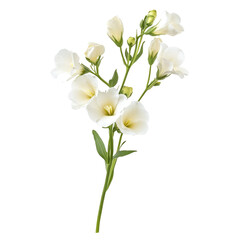 Delicate Freesia Cluster on transparent background