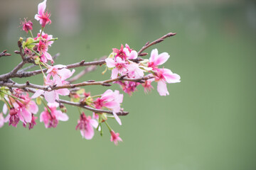 Pink cherry blossoms in spring