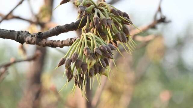 Madhuca longifolia flower in the tree. Its known as Mahua. This is edible. Its common names madhuka,&nbsp;mahura,&nbsp;madkam,&nbsp;mahu Butter Tree,&nbsp;mahura,&nbsp;mahwa,&nbsp;mohulo,&nbsp;Iluppai,&nbsp;Mee and&nbsp;Ippa chettu.