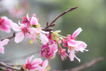 Obraz premium Pink cherry blossoms in spring