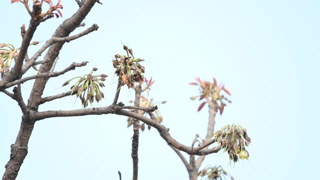 Madhuca longifolia flower in the tree. Its known as Mahua. This is edible. Its common names madhuka,&nbsp;mahura,&nbsp;madkam,&nbsp;mahu Butter Tree,&nbsp;mahura,&nbsp;mahwa,&nbsp;mohulo,&nbsp;Iluppai,&nbsp;Mee and&nbsp;Ippa chettu.