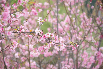 Pink cherry blossoms in spring