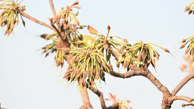 Madhuca longifolia flower in the tree. Its known as Mahua. This is edible. Its common names madhuka,&nbsp;mahura,&nbsp;madkam,&nbsp;mahu Butter Tree,&nbsp;mahura,&nbsp;mahwa,&nbsp;mohulo,&nbsp;Iluppai,&nbsp;Mee and&nbsp;Ippa chettu.