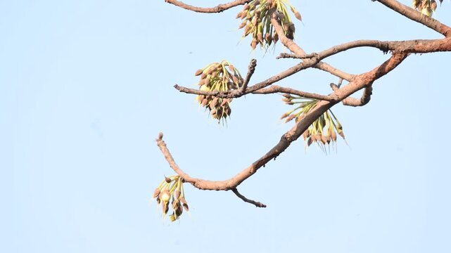 Madhuca longifolia flower in the tree. Its known as Mahua. This is edible. Its common names madhuka,&nbsp;mahura,&nbsp;madkam,&nbsp;mahu Butter Tree,&nbsp;mahura,&nbsp;mahwa,&nbsp;mohulo,&nbsp;Iluppai,&nbsp;Mee and&nbsp;Ippa chettu.