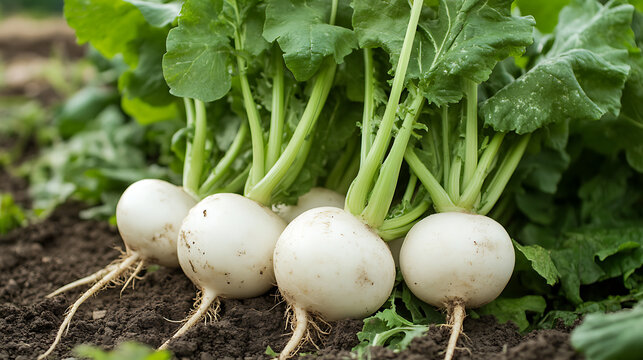Fresh turnips with green leafy tops are growing in rich, dark soil, showcasing their round white roots. This vibrant scene captures essence of healthy gardening and organic produce
