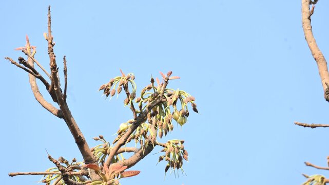 Madhuca longifolia flower in the tree. Its known as Mahua. This is edible. Its common names madhuka,&nbsp;mahura,&nbsp;madkam,&nbsp;mahu Butter Tree,&nbsp;mahura,&nbsp;mahwa,&nbsp;mohulo,&nbsp;Iluppai,&nbsp;Mee and&nbsp;Ippa chettu.