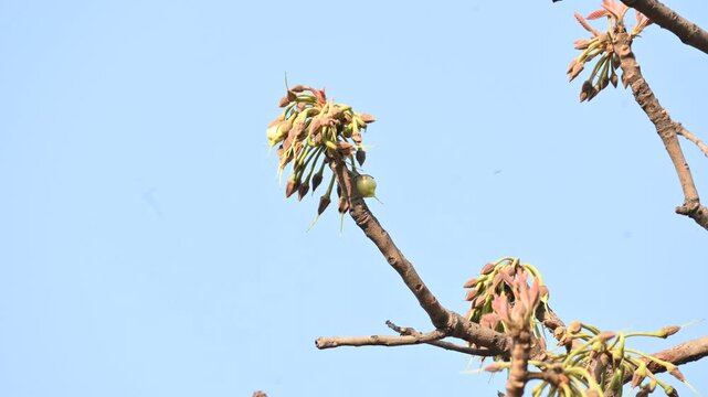 Madhuca longifolia flower in the tree. Its known as Mahua. This is edible. Its common names madhuka,&nbsp;mahura,&nbsp;madkam,&nbsp;mahu Butter Tree,&nbsp;mahura,&nbsp;mahwa,&nbsp;mohulo,&nbsp;Iluppai,&nbsp;Mee and&nbsp;Ippa chettu.
