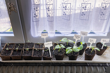 gem&uuml;se anzucht auf der Fensterbank