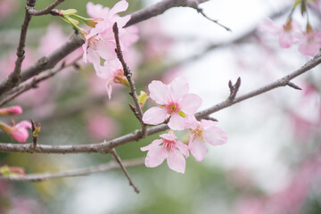 Pink cherry blossoms in spring