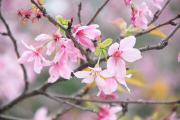 Pink cherry blossoms in spring
