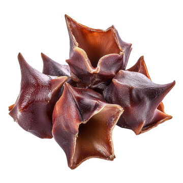 Water caltrop, a unique aquatic plant with distinctive nut-like seeds, Water caltrop or horn chestnut or water chestnut isolated on Transparent background