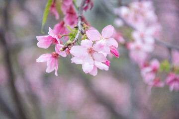 Pink cherry blossoms in spring