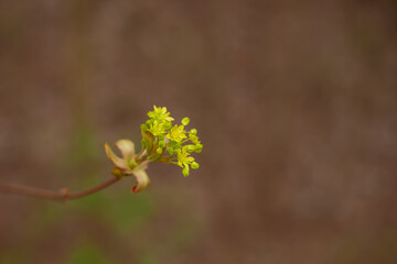 Early spring inflorescence of Norway maple (Acer platanoides) on a blurred background. Yellow flowers on a bare twig, signaling the start of vegetation