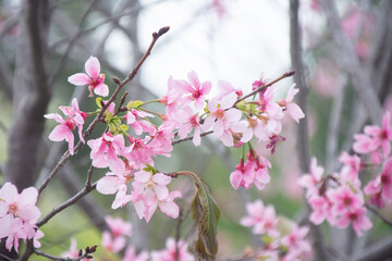 Pink cherry blossoms in spring