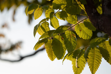 autumn leaves on the tree