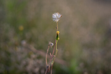 wild flowers in the field