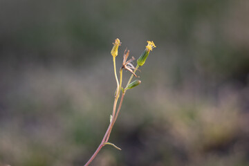 wild flowers in spring