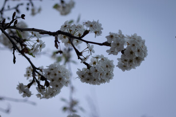 almond tree blossom