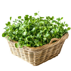 Naklejka premium Fresh watercress in a woven basket against a clean Transparent background for culinary use, watercress in a basketisolated on PNG background