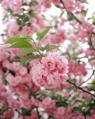 Close-up of double cherry blossoms(Prunus) taken in spring season
