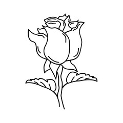 hand drawn rose