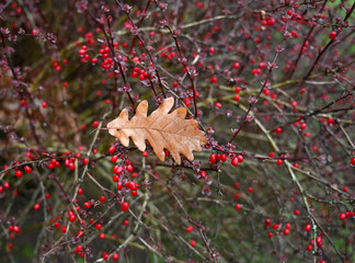 Bright red berries contrast with a single dried leaf on a bush during autumn in a serene garden setting