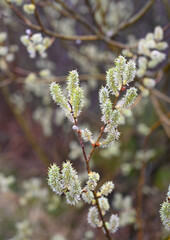 New buds blooming on soft green branches in early springtime garden
