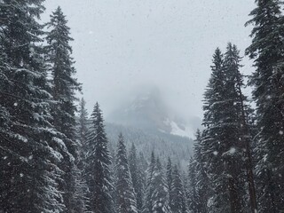 Obraz premium Snowflakes drift softly in a serene pine forest below majestic mountains on a tranquil winter day