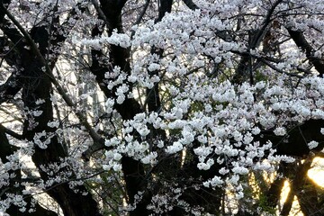 咲きゆく桜