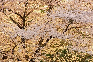 夕焼けに咲き誇る