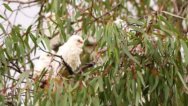 Long-Billed Corella in Eucalyptus Tree, Geelong