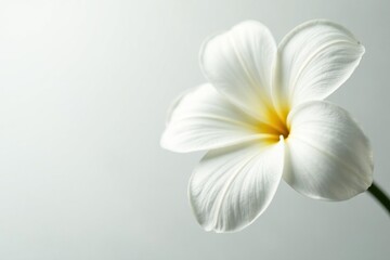 Naklejka premium Close-up of pristine white petals on a pure white background, botanical, soft, light