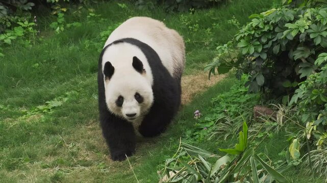 Cute giant panda bear walking on grass, 4k