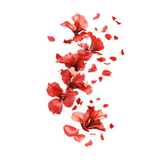 Tropical red flower petals falling in the air, beautiful floral levitation isolated on transparent background.
