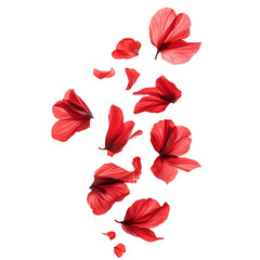 Tropical red flower petals falling in the air, beautiful floral levitation isolated on transparent background.