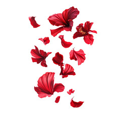 Tropical red flower petals falling in the air, beautiful floral levitation isolated on transparent background.