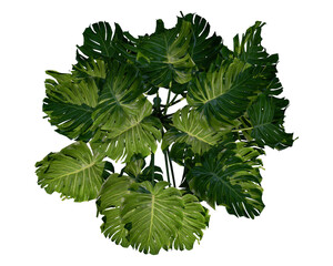 Monstera deliciosa, the Swiss cheese plant or split-leaf philodendron tropical forests. Isolated monstera. © Virgo Oktaviano